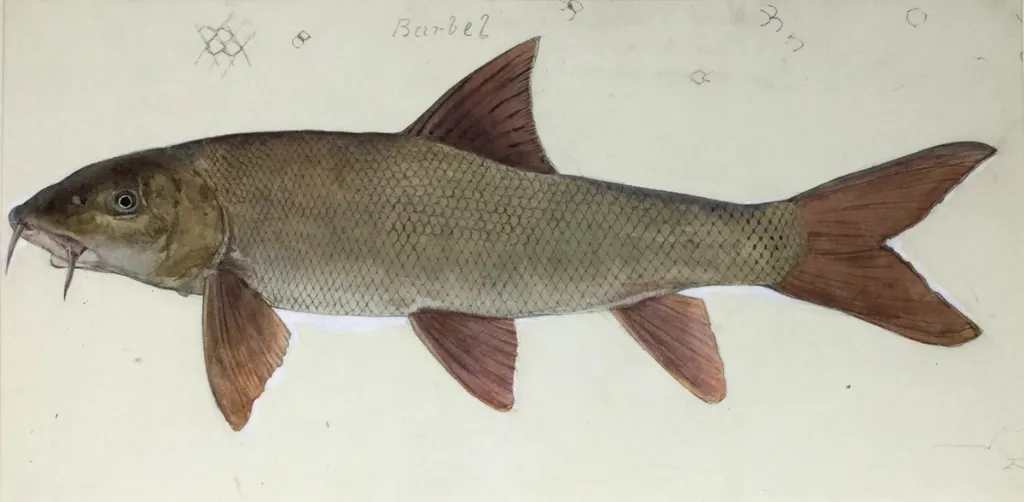 Study of a Barbel by J.A. Cull