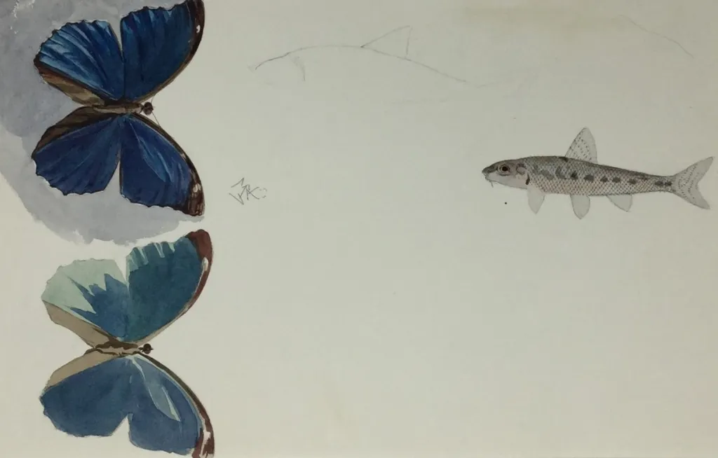 Study of Butterflies and Fish by J.A. Cull