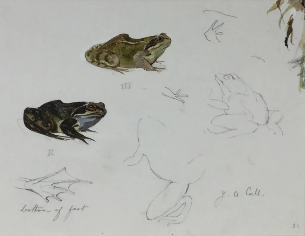Study of Toads by J.A. Cull