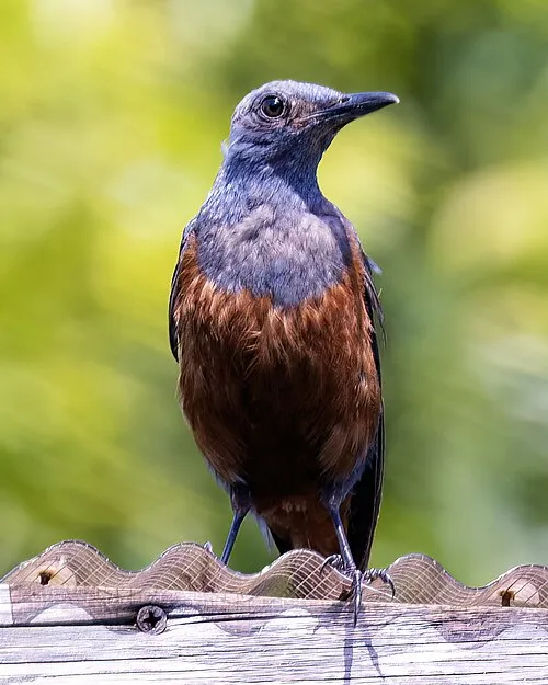 Male blue rock thrush
