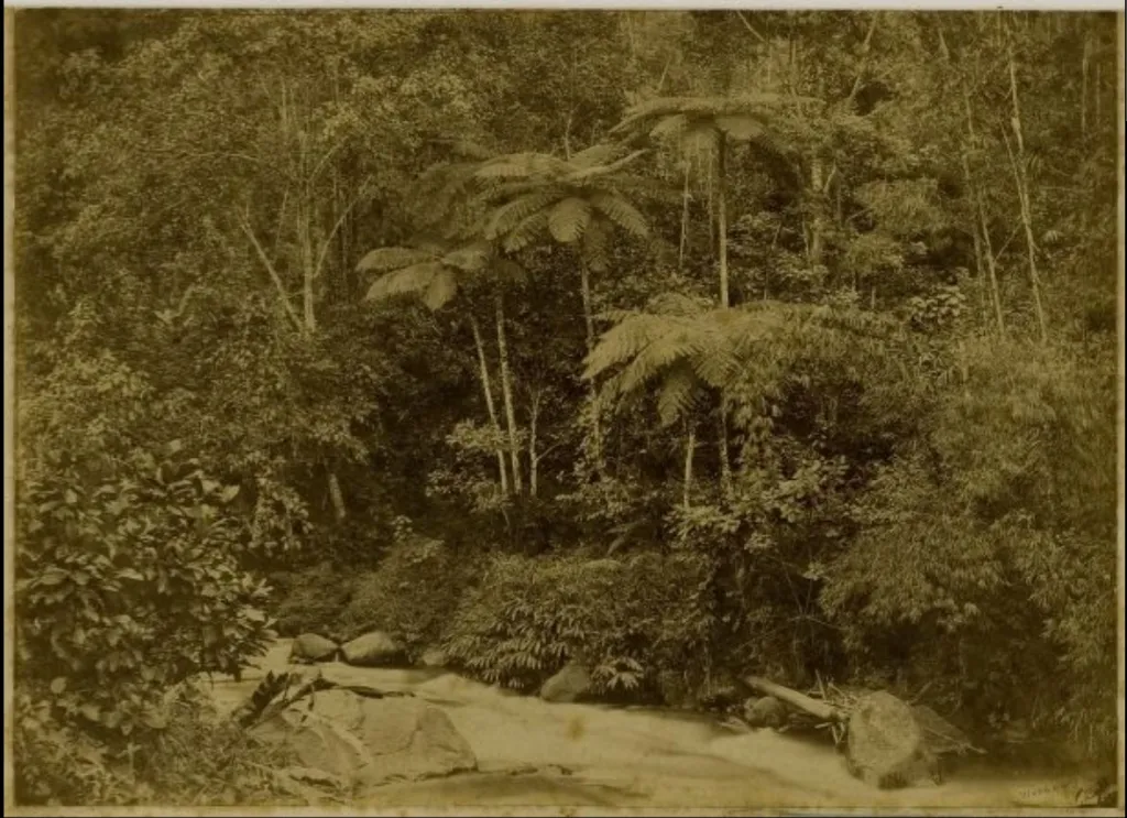 Alma Tadema brothers album - Tree ferns in the Preanger region of Java