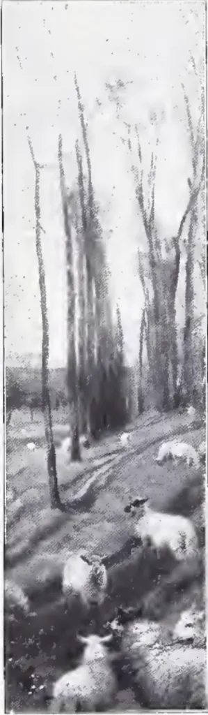Poplars and Sheep