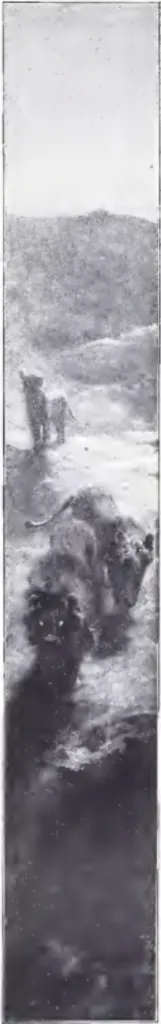 Lions